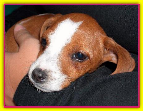 Margot, Jack Russell Terrier