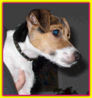 Marisa Baf, Jack Russell Terrier