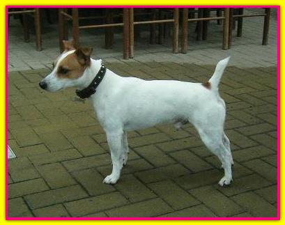Marnout, Jack Russell Terrier