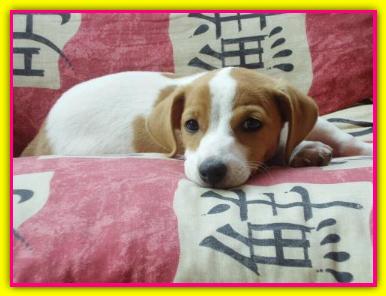 Martina, Jack Russell Terrier