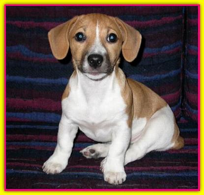 Matilda, Jack Russell Terrier