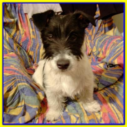 Maverick Baf, Jack Russell Terrier