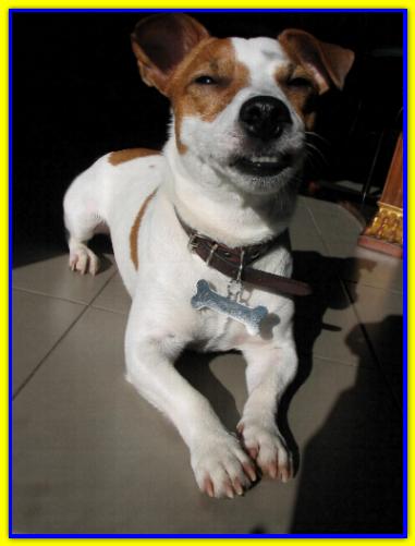 Maximus, Jack Russell Terrier