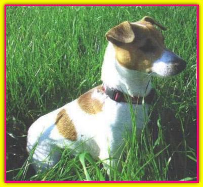 May, Jack Russell Terrier