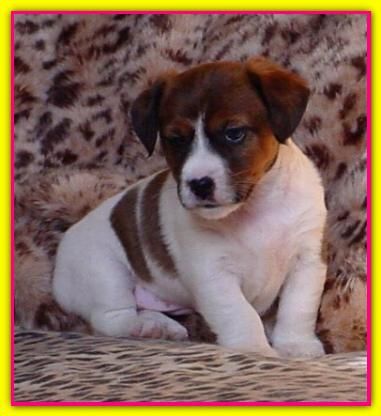 Maya, Jack Russell Terrier