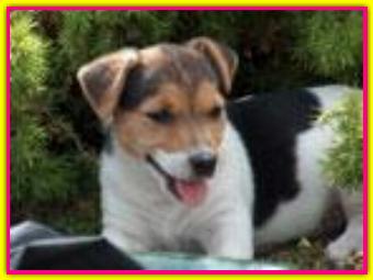 Maya, Jack Russell Terrier