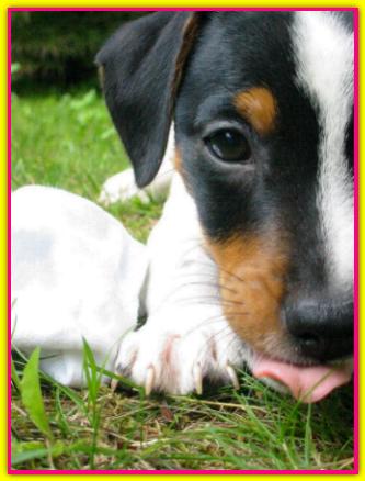 Mela, Jack Russell Terrier