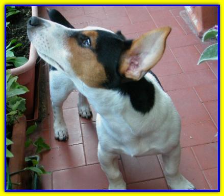 Merlino, Jack Russell Terrier