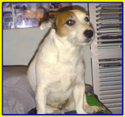 Merlino. Jack Russell Terrier