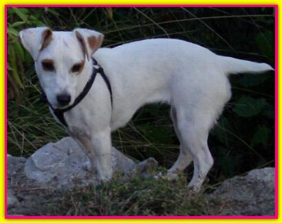 Mia, Jack Russell Terrier