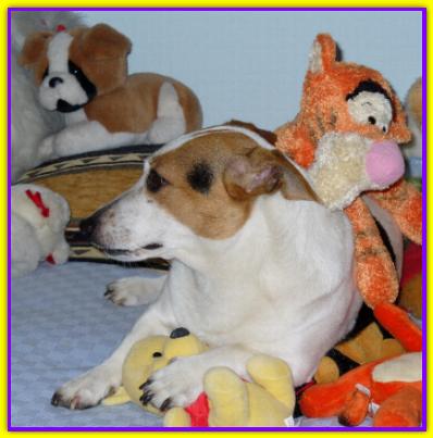 Michael, Jack Russell Terrier