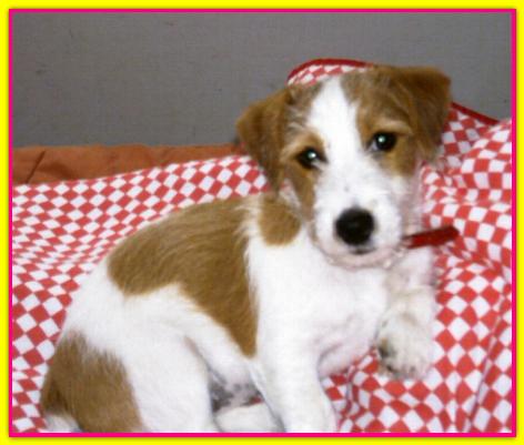 Mila, Jack Russell Terrier
