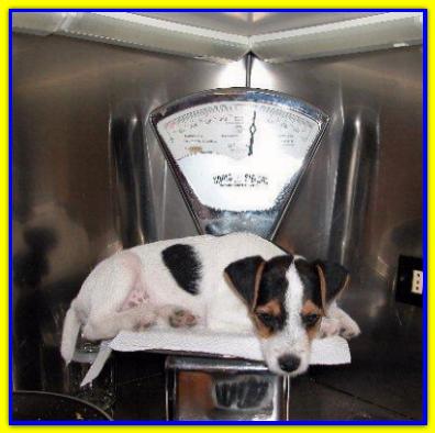 Milo Tabarrino, Jack Russell Terrier