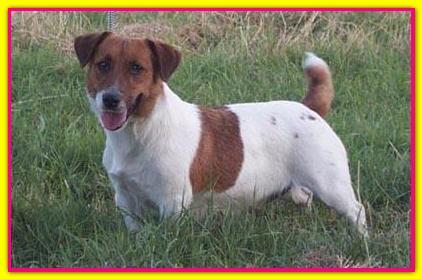 Mim�, Jack Russell Terrier