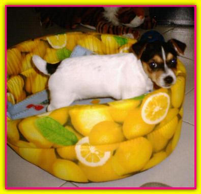 Min�, Jack Russell Terrier