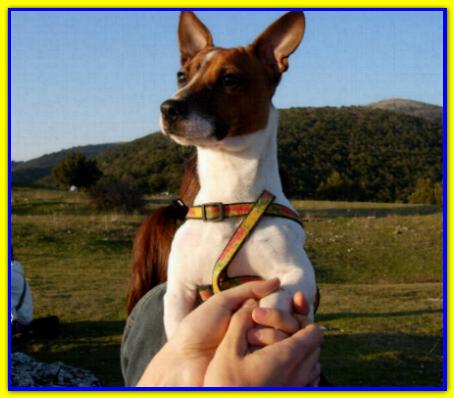 Mirtillo, Jack Russell Terrier