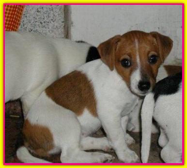Molly, Jack Russell Terrier