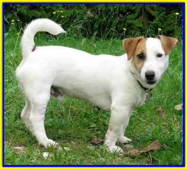 Mughetto, Jack RussellTerrier