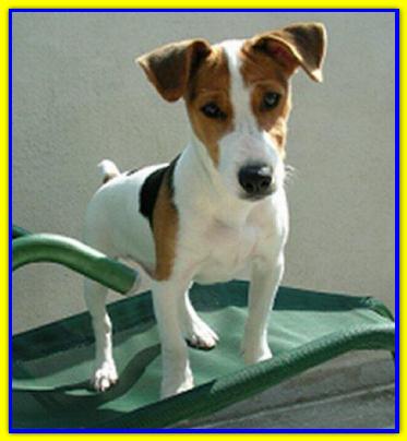 Nemo, Jack Russell Terrier