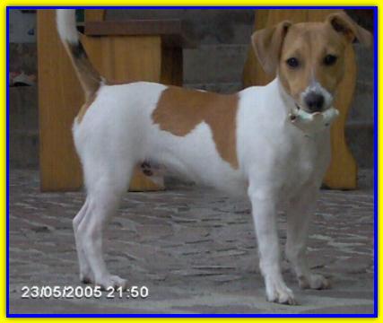 Nicola, Jack Russell Terrier