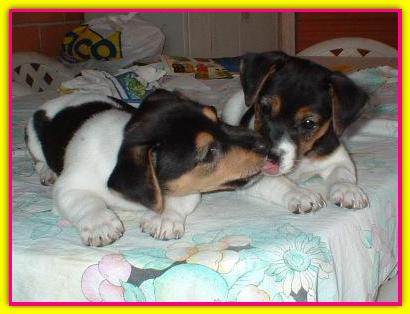 Niki & Fonzie, Jack Russell Terrier