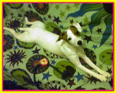 Nina, Jack Russell Terrier