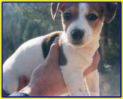 Nos, Jack Russell Terrier