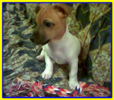 Oliver, Jack Russell Terrier