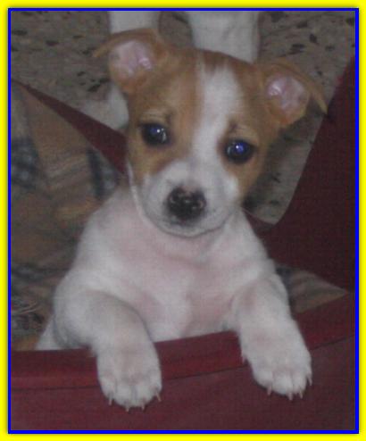 Omar, Jack Russell Terrier