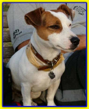 Omar, Jack Russell Terrier