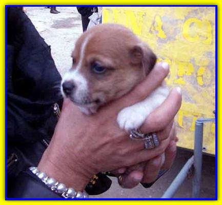 Orazio, Jack Russell Terrier