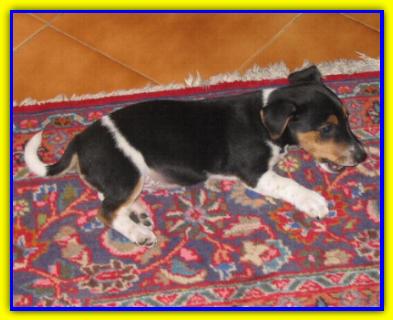 Orazio, Jack Russell Terrier