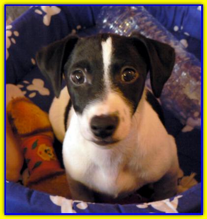 Orazio. Jack Russell Terrier