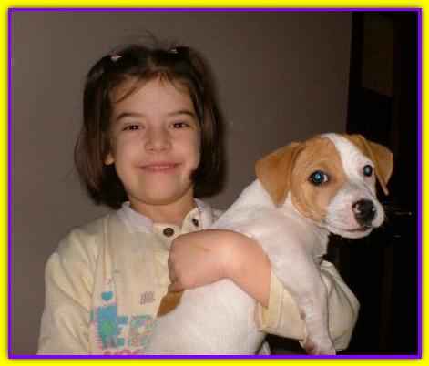 Oscar, Jack Russell Terrier