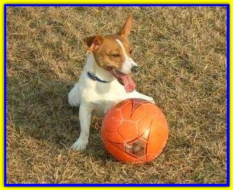 Oscar, Jack Russell Terrier