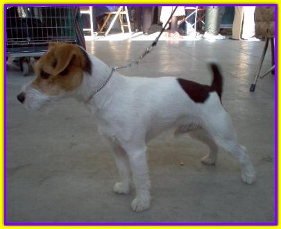 Oscar, Jack Russell Terrier