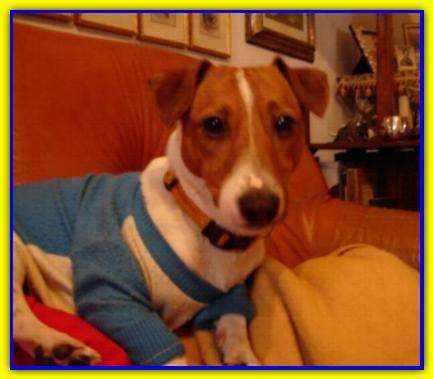 Otto, Jack Russell Terrier