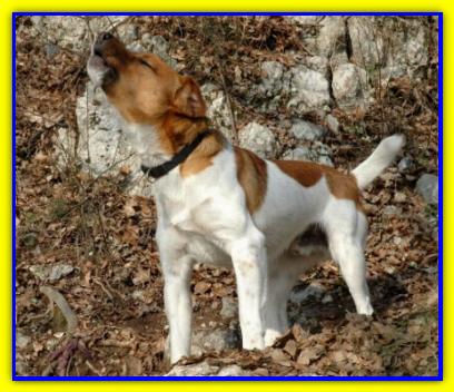 Otto, Jack Russell Terrier