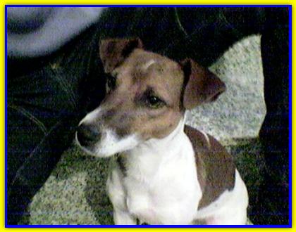 Pablo, Jack Russell Terrier