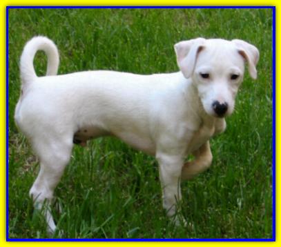 Pablo, Jack Russell Terrier