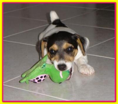 Peggy, Jack Russell Terrier
