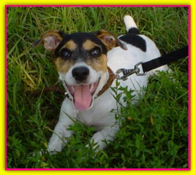 Peggy, Jack Russell Terrier