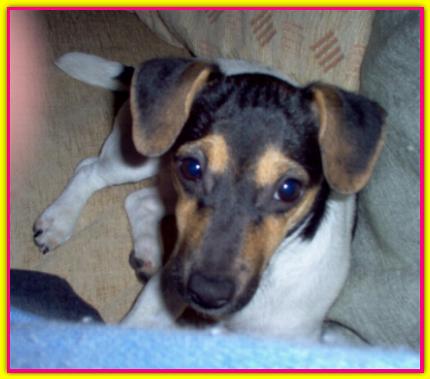 Penelope, Jack Russell Terrier