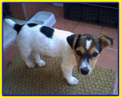 Pepe, Jack Russell Terrier