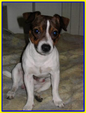 Pepino, Jack Russell Terrier