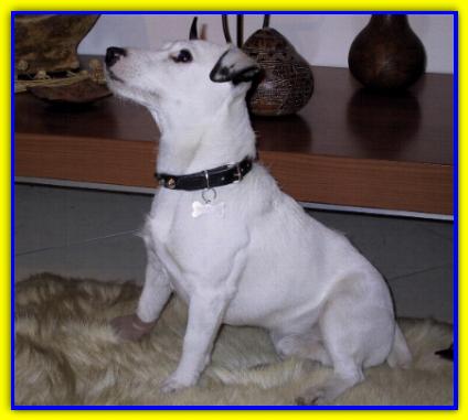 Philippo, Jack Russell Terrier