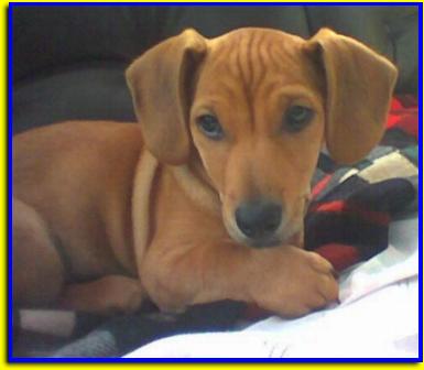 Picasso,Jack Russell Terrier