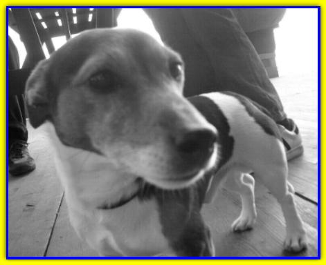 Pinolo, Jack Russell Terrier