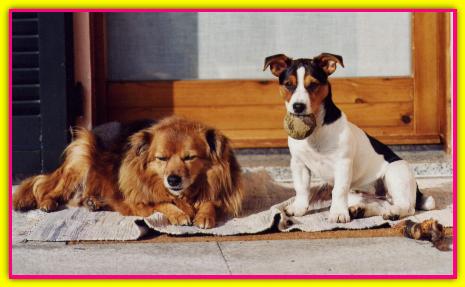 Queen, Jack Russell Terrier