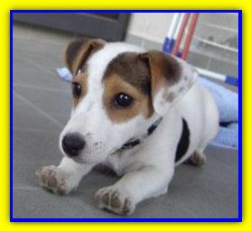 Quincy, Jack Russell Terrier